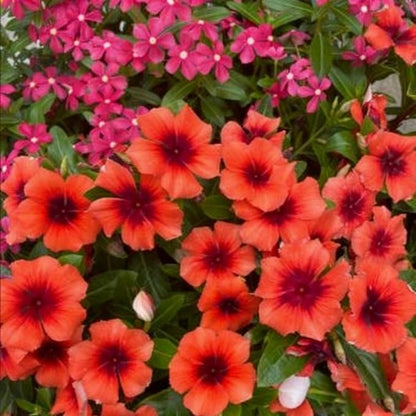 100 Vinca Periwinkle Seeds Mixed Color Ground Cover Perennial Garden Flower Plants Heirloom Seeds