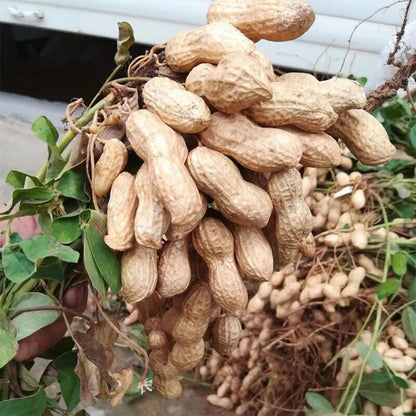 20Pcs Ideal For Landscaping Along Garden Edges Or Beds Peanut Seeds