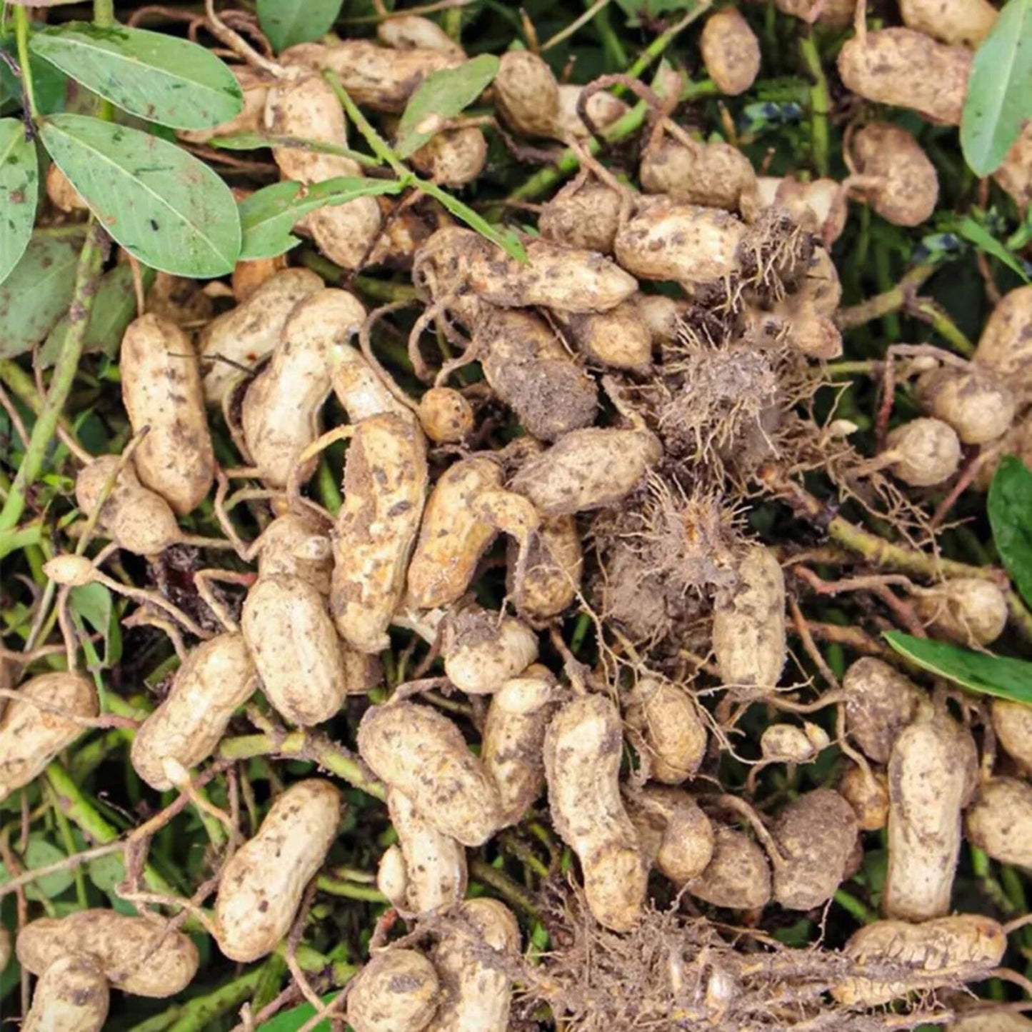 20Pcs Ideal For Landscaping Along Garden Edges Or Beds Peanut Seeds