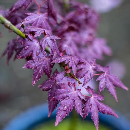 Enjoy Year Round Ornamental Value With Maple Tree Seeds 50Pcs Suitable For Both Ground And Container Growing