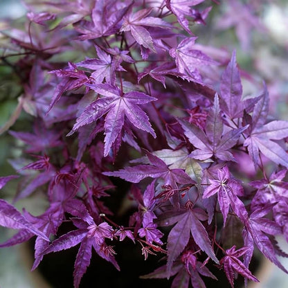 Enjoy Year Round Ornamental Value With Maple Tree Seeds 50Pcs Suitable For Both Ground And Container Growing