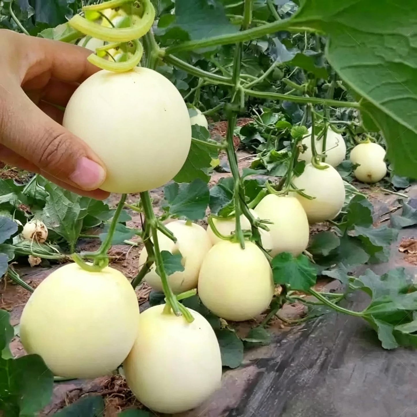 47Pcs Honeydew Melon Seeds match naturally with casual garden design and trellis landscape layout styles