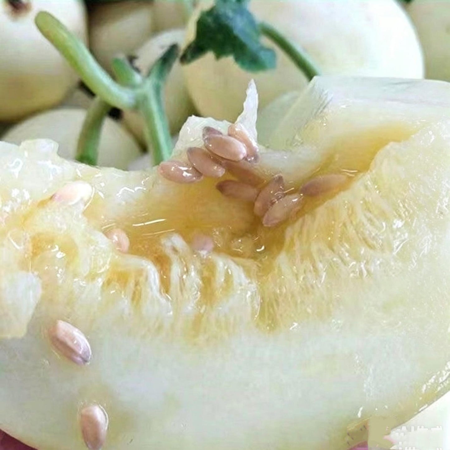 47Pcs Honeydew Melon Seeds match naturally with casual garden design and trellis landscape layout styles