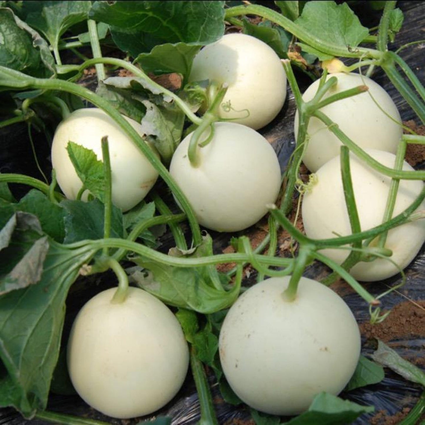 47Pcs Honeydew Melon Seeds match naturally with casual garden design and trellis landscape layout styles