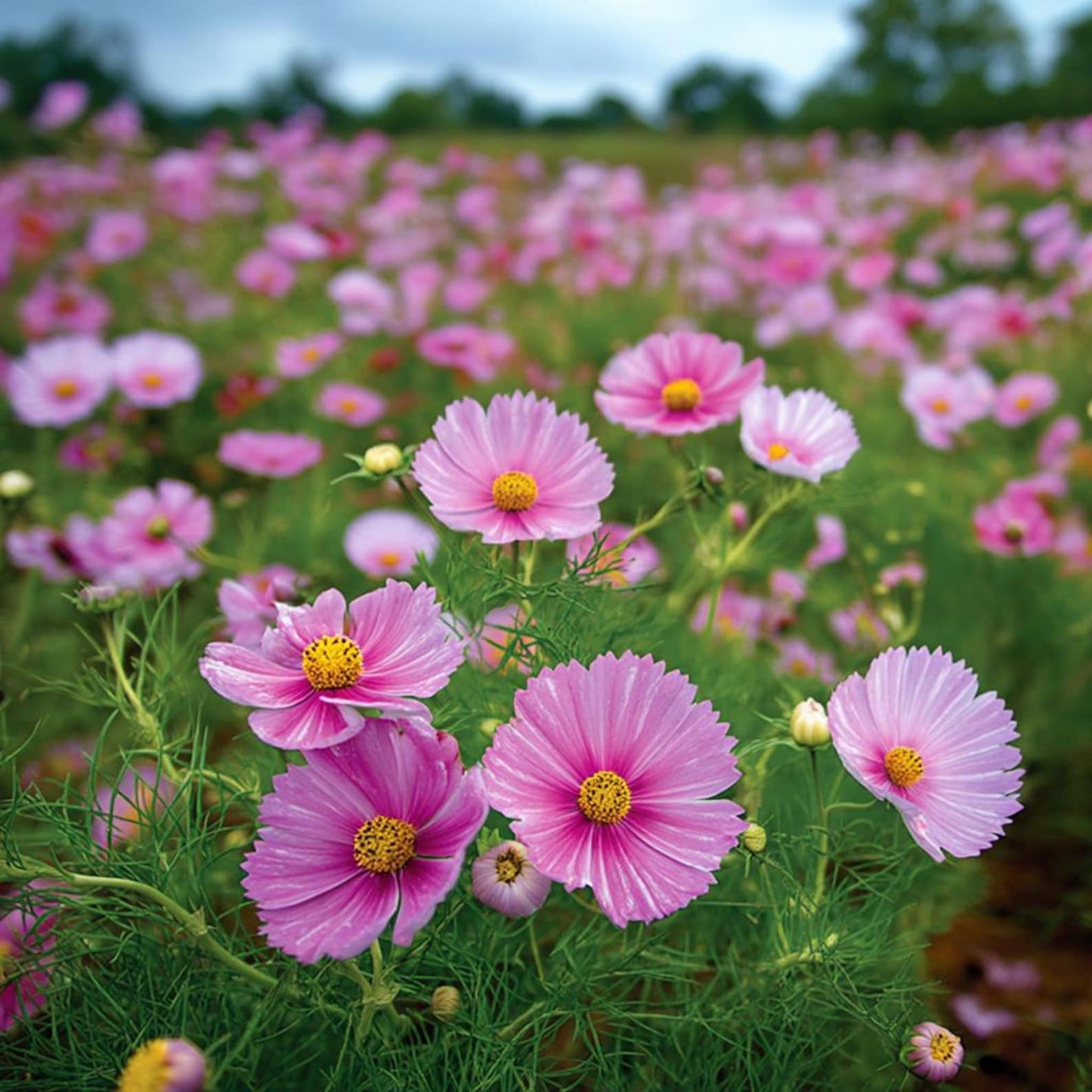 100Pcs Cosmos Seeds Easy To Grow Suitable For Creating Full Vibrant Garden Beds