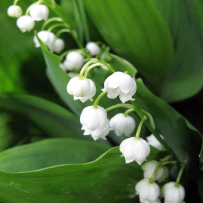150 White Lily of the Valley seeds Cute and eye-catching small decorations in the garden