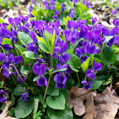 500pcs Easy Raising Violet Seeds perfect for layered shaded garden and walkway side decorative styling