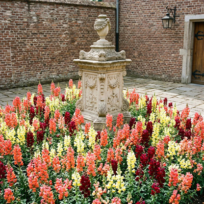 1000 Mixed Snapdragon Seeds for Colorful Garden Flower Planting Easy Long Blooming Flowers