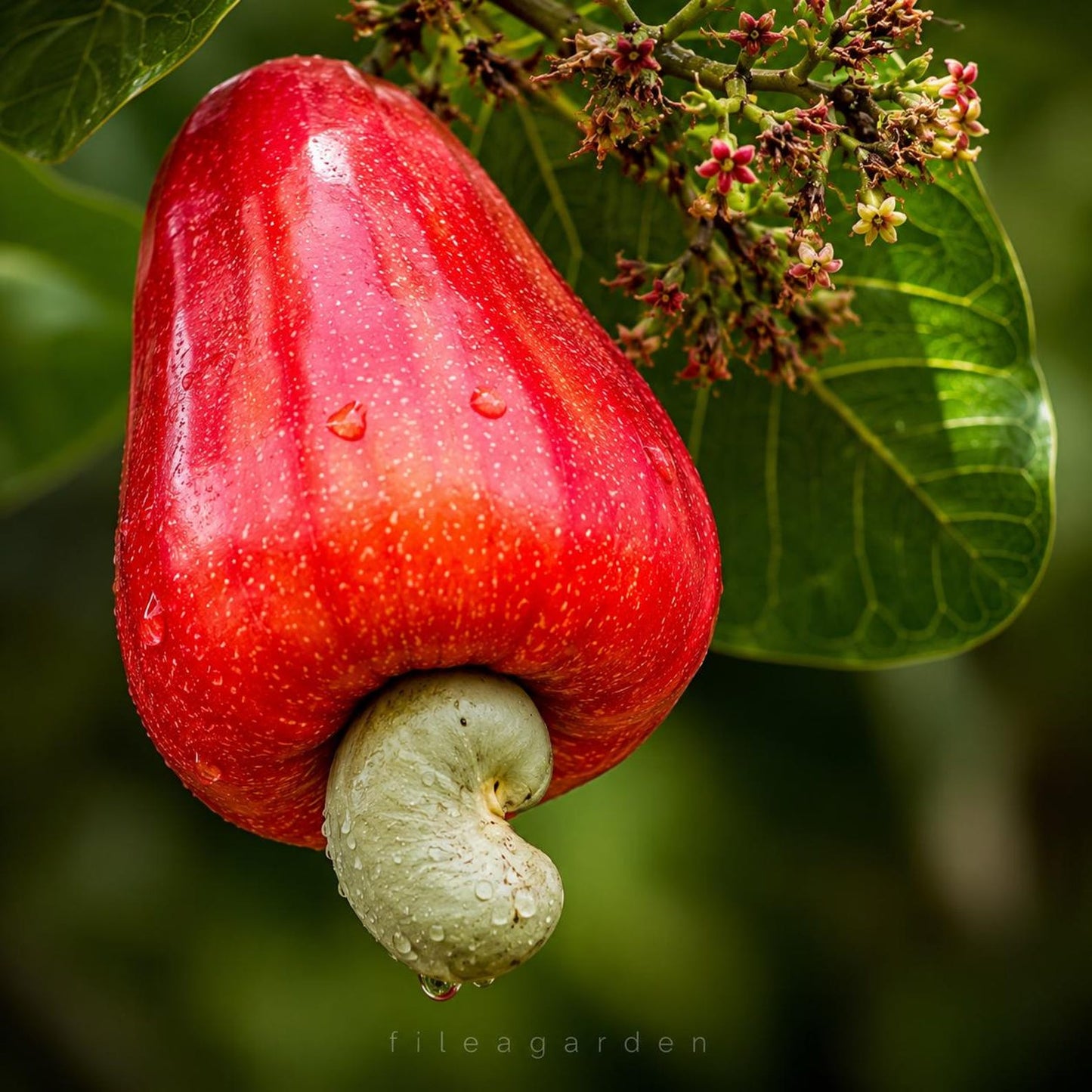 10Pcs Cashew Tree Seeds Tropical Nut Tree Seeds