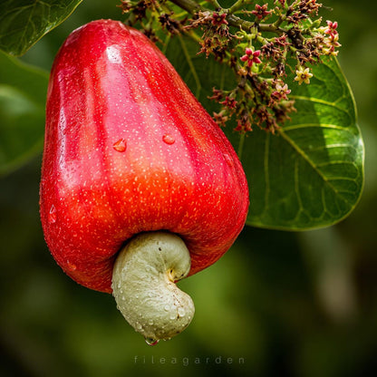 10Pcs Cashew Tree Seeds Tropical Nut Tree Seeds