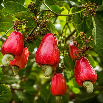 10Pcs Cashew Tree Seeds Tropical Nut Tree Seeds