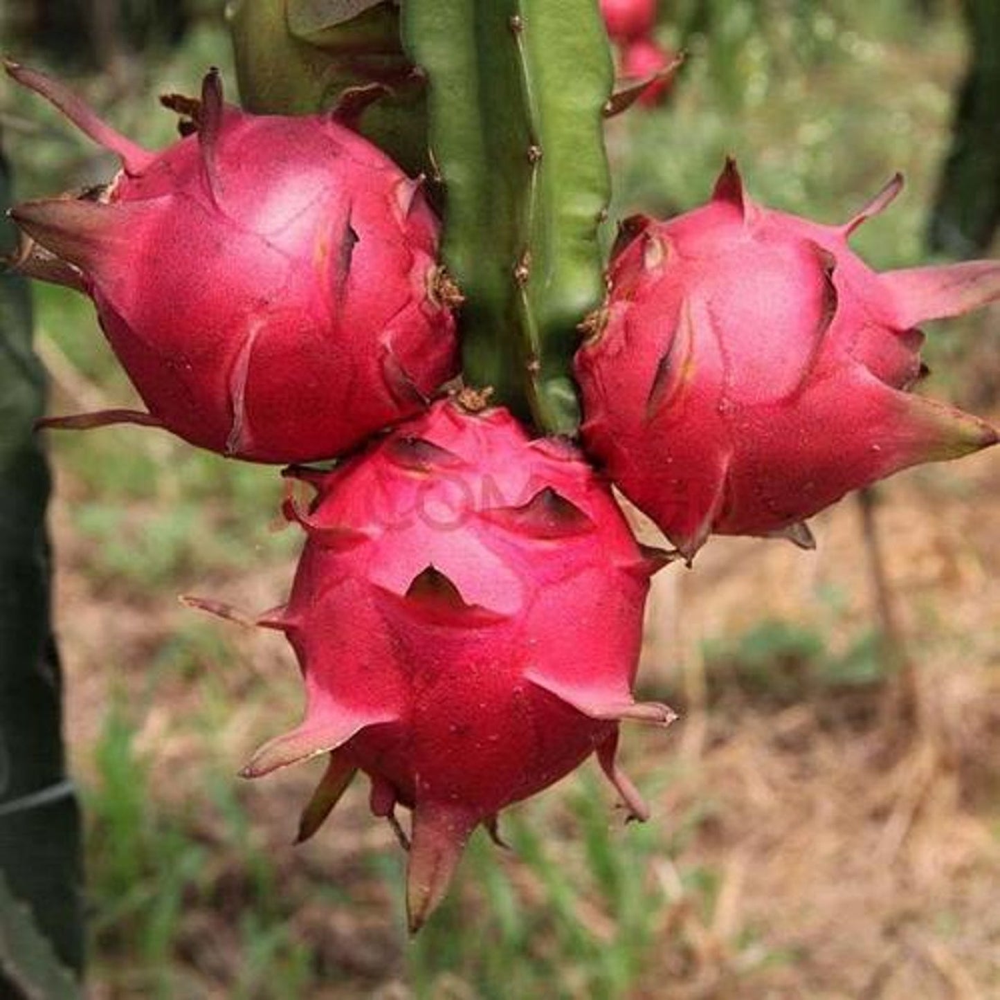 100Pcs Dragon Fruit Seeds Simple to Cultivate form strong climbing structure for natural yard trellis embellishment and outdoor decor