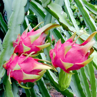100Pcs Dragon Fruit Seeds Simple to Cultivate form strong climbing structure for natural yard trellis embellishment and outdoor decor