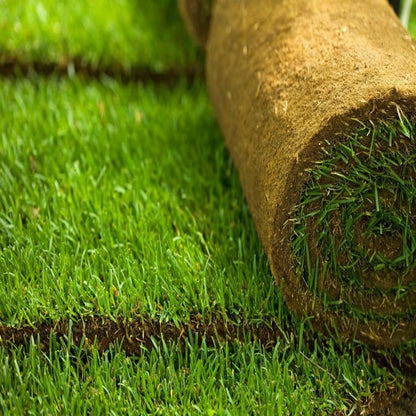 480Pcs Effortless Growing Grass Seeds suitable for casual lawn planting and long term large area ground cover layout