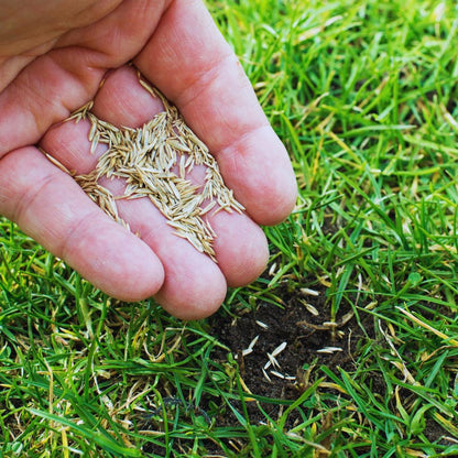 498Pcs Grass Seeds Great for beginner cultivation with solid adaptability to natural light exposure and mild temperature shifts