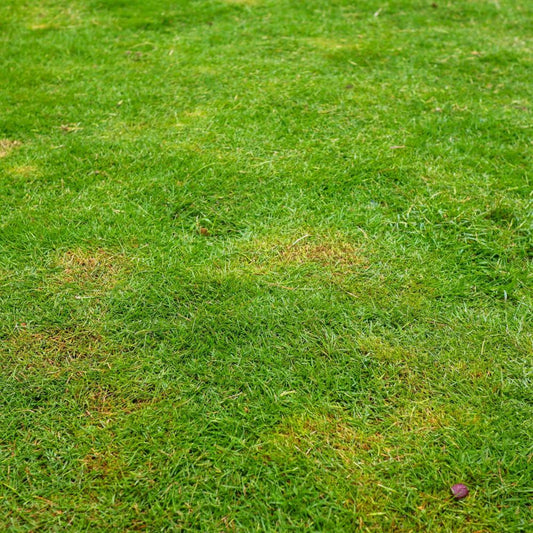 500Pcs Grass Seeds Fit for home planting hold stable growth cycles for lasting lawn and landscape layout value