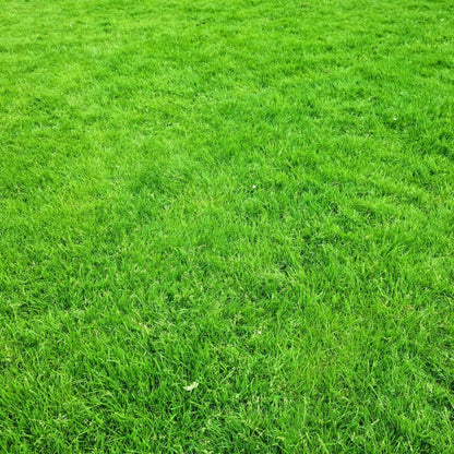 498Pcs Grass Seeds Great for beginner cultivation with solid adaptability to natural light exposure and mild temperature shifts