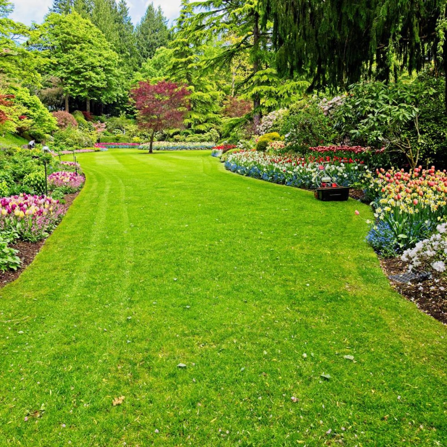 500Pcs Grass Seeds Fit for home planting hold stable growth cycles for lasting lawn and landscape layout value