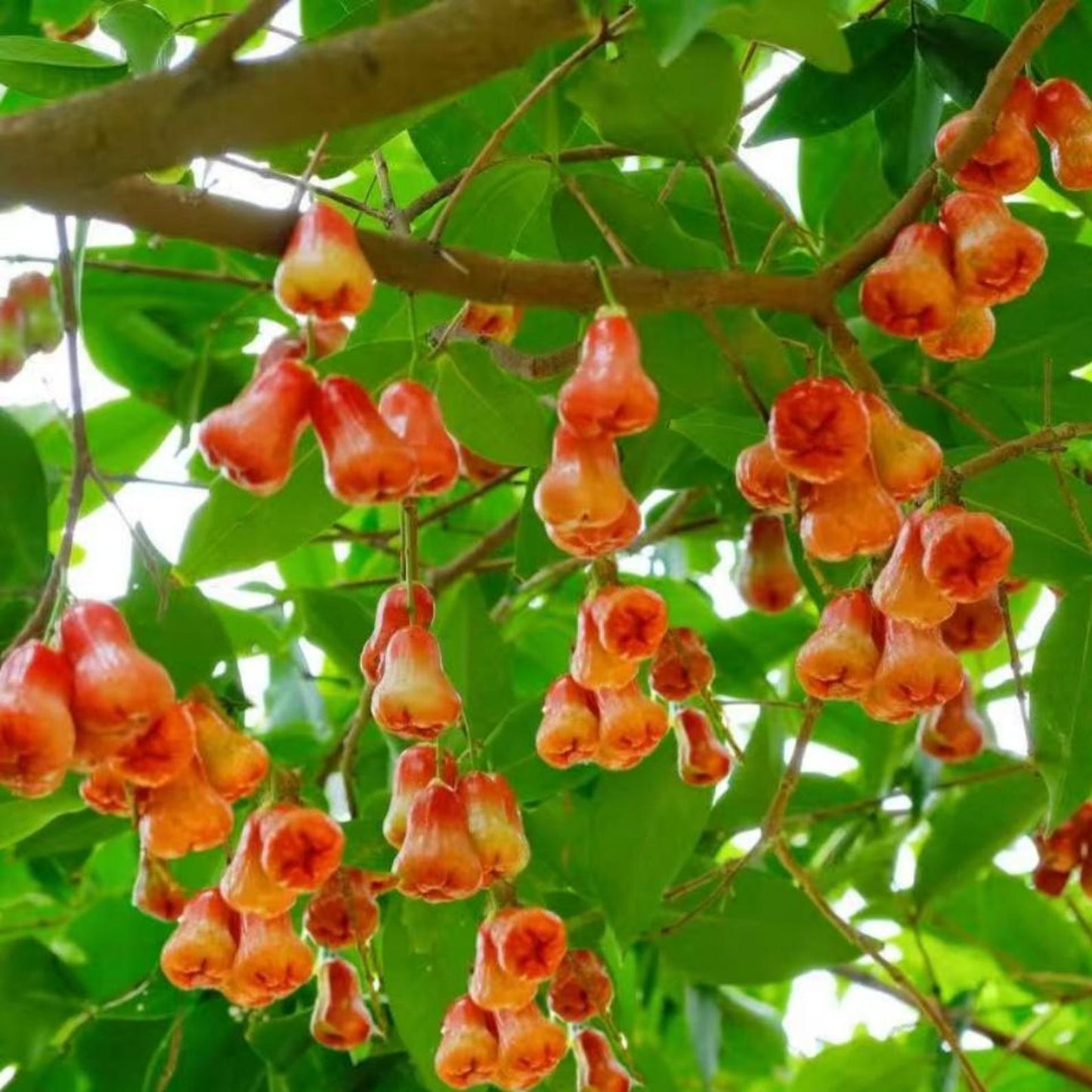 96Pcs Wax Apple Tree Seeds Easy to Plant