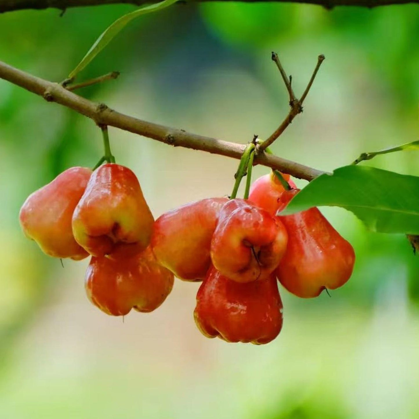 96Pcs Wax Apple Tree Seeds Easy to Plant