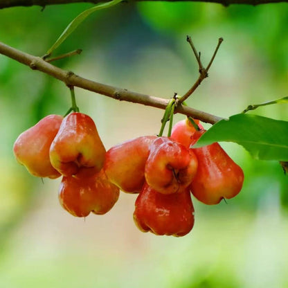 96Pcs Wax Apple Tree Seeds Easy to Plant