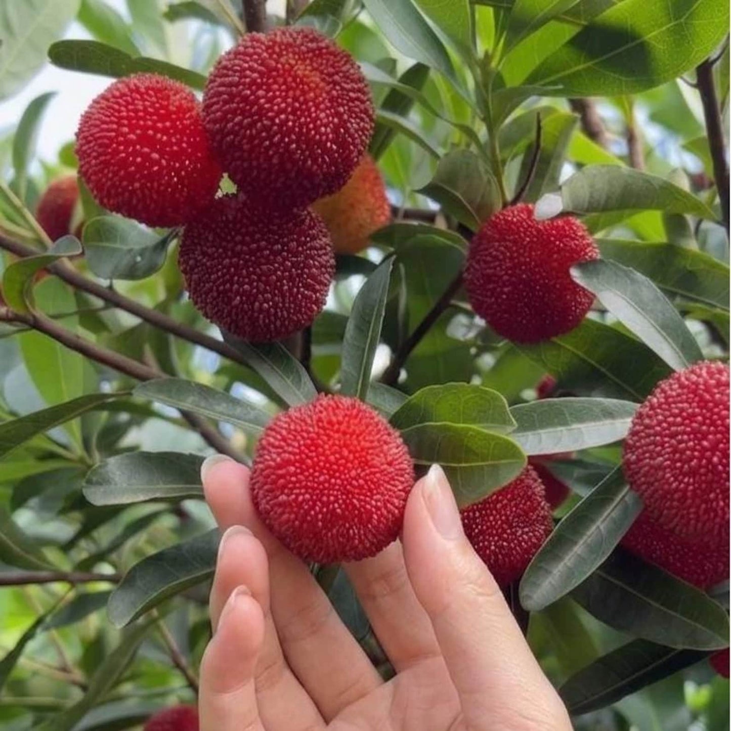 10Pcs Bayberry Seeds Perfect for beginner sowing adapt well to open ground placement and garden plot cultivation