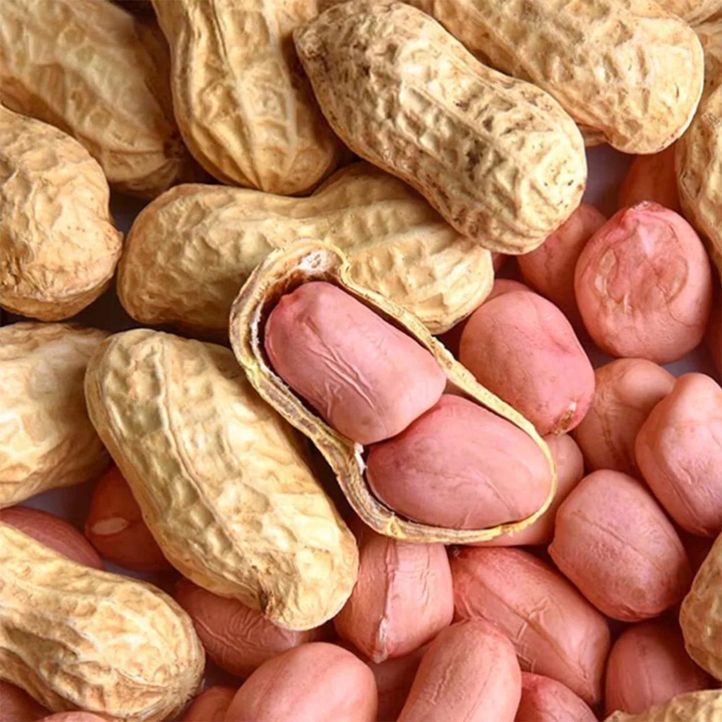 20Pcs Ideal For Landscaping Along Garden Edges Or Beds Peanut Seeds