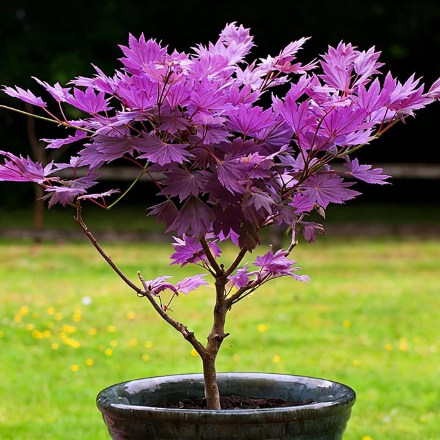 Enjoy Year Round Ornamental Value With Maple Tree Seeds 50Pcs Suitable For Both Ground And Container Growing
