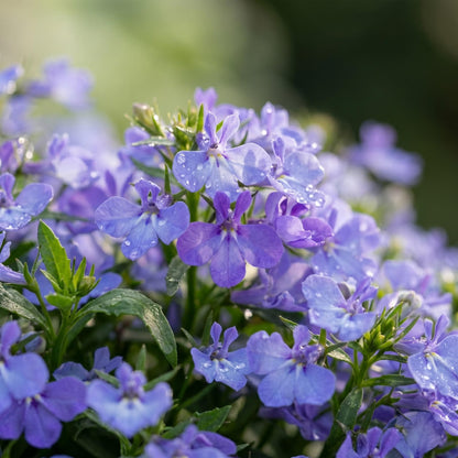 5000pcs Sky Blue Trailing Lobelia Seeds, Easy Grow, Profuse Blue Blooms, Edging & Hanging Basket Plant