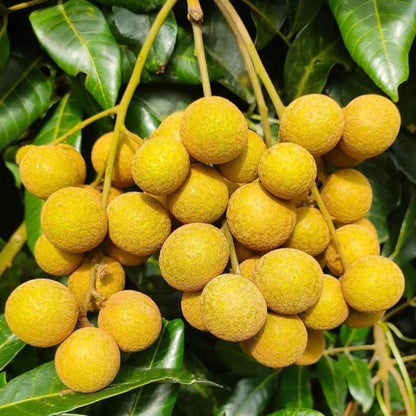 8Pcs Longan Seeds pair well with low undergrowth plantings to enrich multi-layered courtyard landscape structure