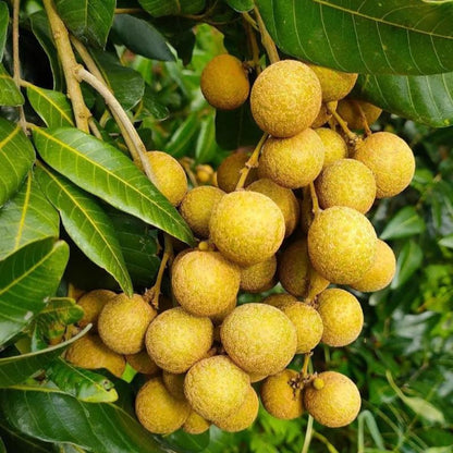 8Pcs Longan Seeds pair well with low undergrowth plantings to enrich multi-layered courtyard landscape structure