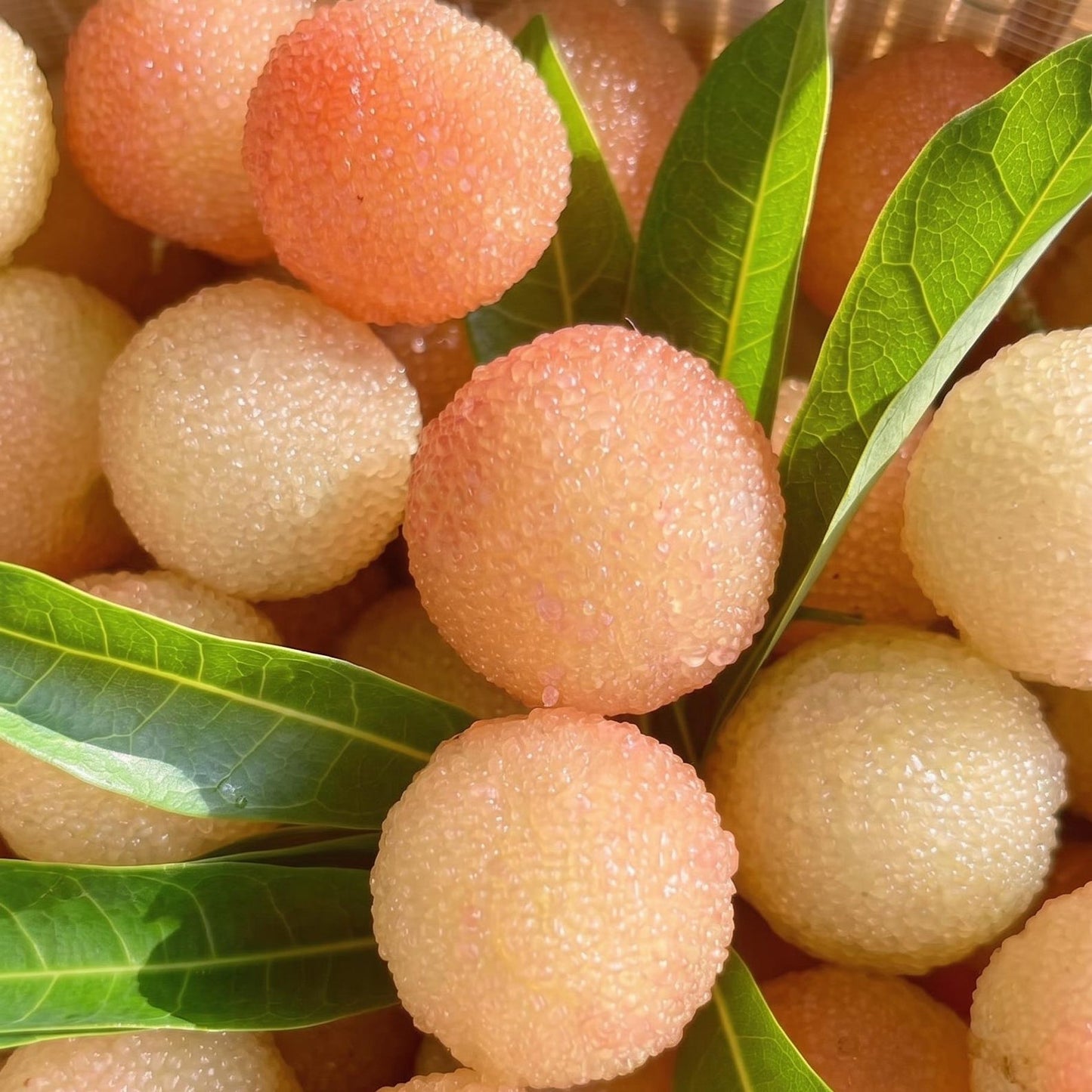 9Pcs Bayberry Seeds match naturally with subtropical courtyard garden design and residential landscape layout styles