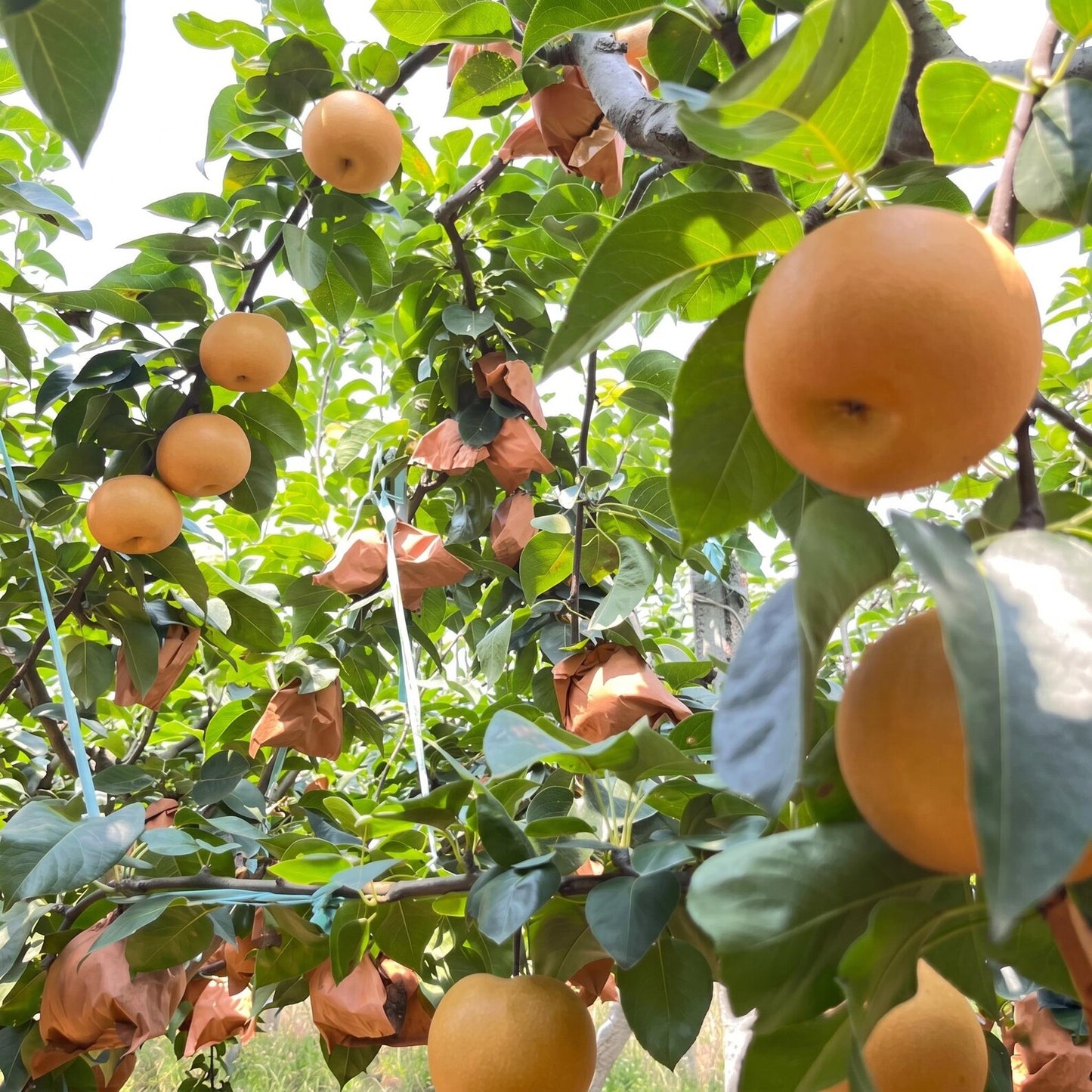 50Pcs Pear Seeds for planting along garden margins, courtyard boundaries and quiet sunny landscape corners