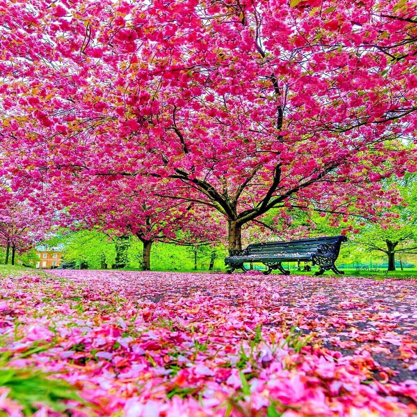 23Pcs Great For Peaceful Retreat Creation Cherry Blossom Seeds Easy To Grow At Home