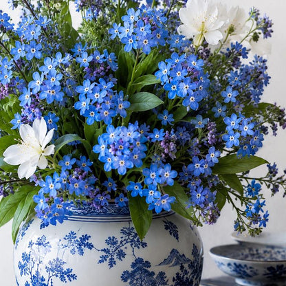 500pcs Forget Me Not Seeds perfect for layered shaded garden design and walkway side decorative styling