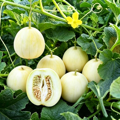 47Pcs Honeydew Melon Seeds match naturally with casual garden design and trellis landscape layout styles