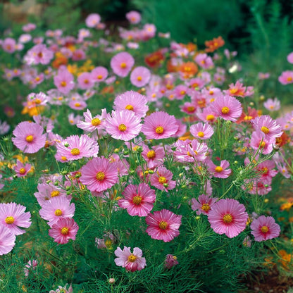 100Pcs Cosmos Seeds Easy To Grow Suitable For Creating Full Vibrant Garden Beds