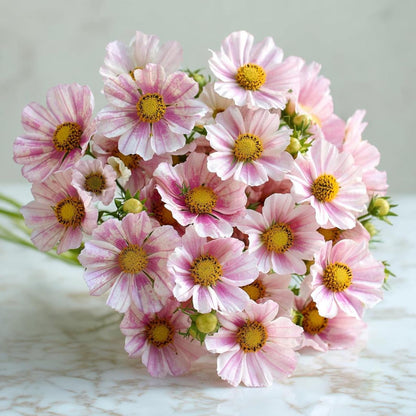 94Pcs Cosmos Seeds Easy To Grow Great For Creating Picturesque Garden Scenes That Look Beautiful In Every Season Of Growth