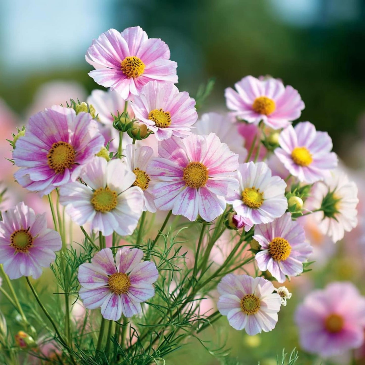94Pcs Cosmos Seeds Easy To Grow Great For Creating Picturesque Garden Scenes That Look Beautiful In Every Season Of Growth