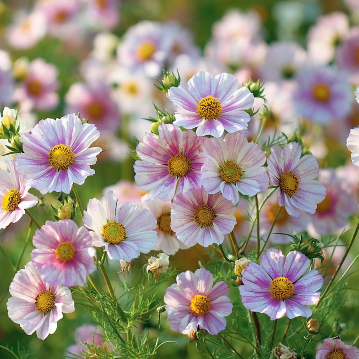 94Pcs Cosmos Seeds Easy To Grow Great For Creating Picturesque Garden Scenes That Look Beautiful In Every Season Of Growth