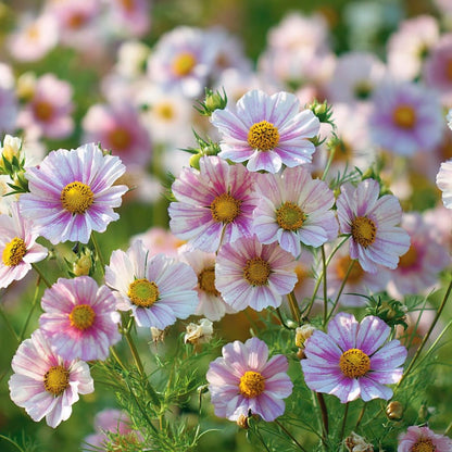 94Pcs Cosmos Seeds Easy To Grow Great For Creating Picturesque Garden Scenes That Look Beautiful In Every Season Of Growth