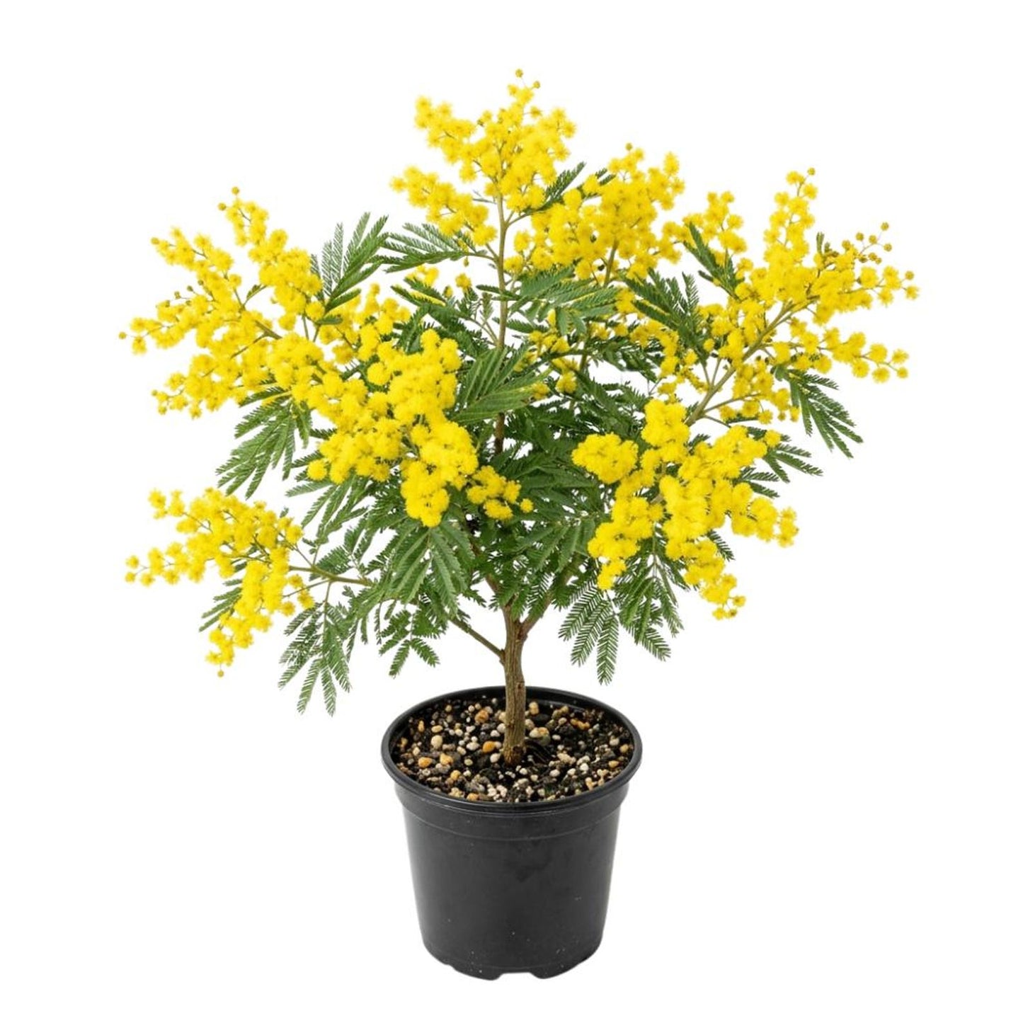 200Pcs Golden Wattle Seeds fill vast blank open spaces in newly arranged residential landscape layouts