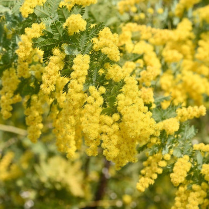 200Pcs Golden Wattle Seeds fill vast blank open spaces in newly arranged residential landscape layouts