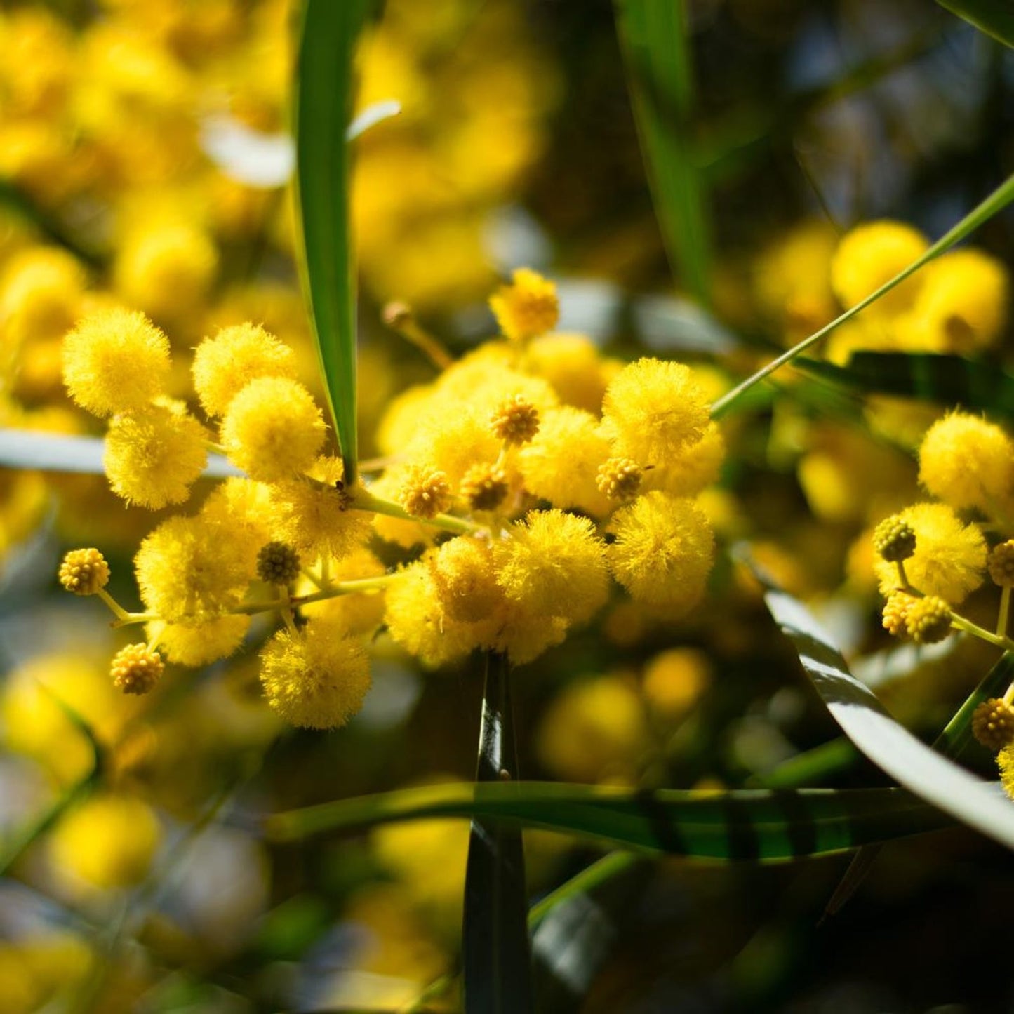 200Pcs Golden Wattle Seeds fill vast blank open spaces in newly arranged residential landscape layouts