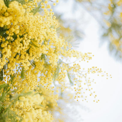 200Pcs Golden Wattle Seeds fill vast blank open spaces in newly arranged residential landscape layouts