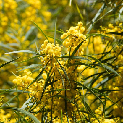 200Pcs Golden Wattle Seeds fill vast blank open spaces in newly arranged residential landscape layouts