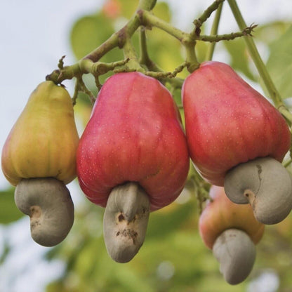 8Pcs Cashew Tree Seeds for Planting Tropical Tree
