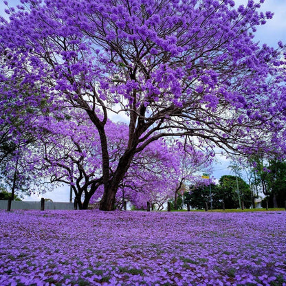 49Pcs Jacaranda Tree Seeds Purple Flowering Ornamental Tree for Landscaping
