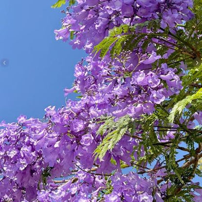 49Pcs Jacaranda Tree Seeds Purple Flowering Ornamental Tree for Landscaping