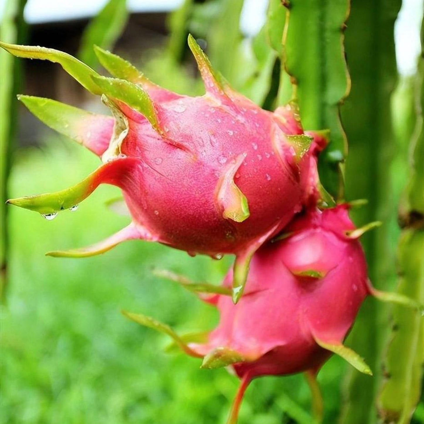100Pcs Dragon Fruit Seeds Simple to Cultivate form strong climbing structure for natural yard trellis embellishment and outdoor decor